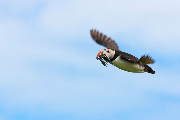 Su, Keren 아티스트의 Atlantic Puffins-Fratercula arctica-flying and carrying fish in its beak-Northumberland-UK작품입니다.